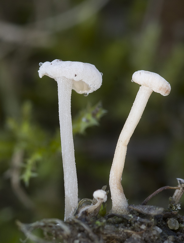 Marasmiellus tricolor